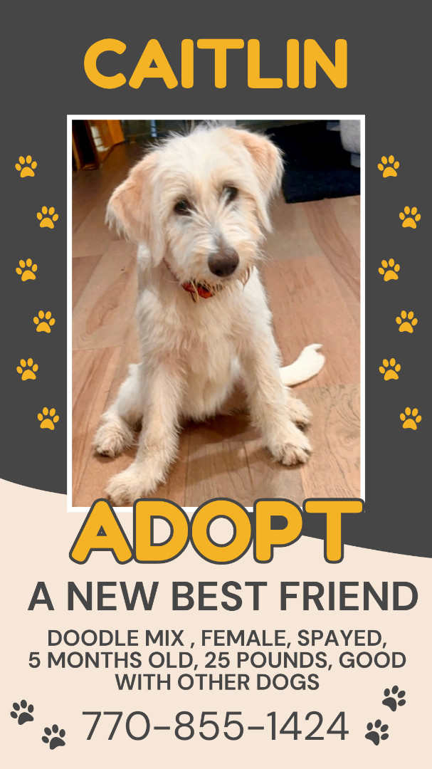 Caitlin, a Adopted mixed breed in Chattanooga, TN image 3/6