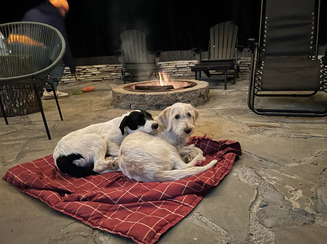 Caitlin, a Adopted mixed breed in Chattanooga, TN image 4/6