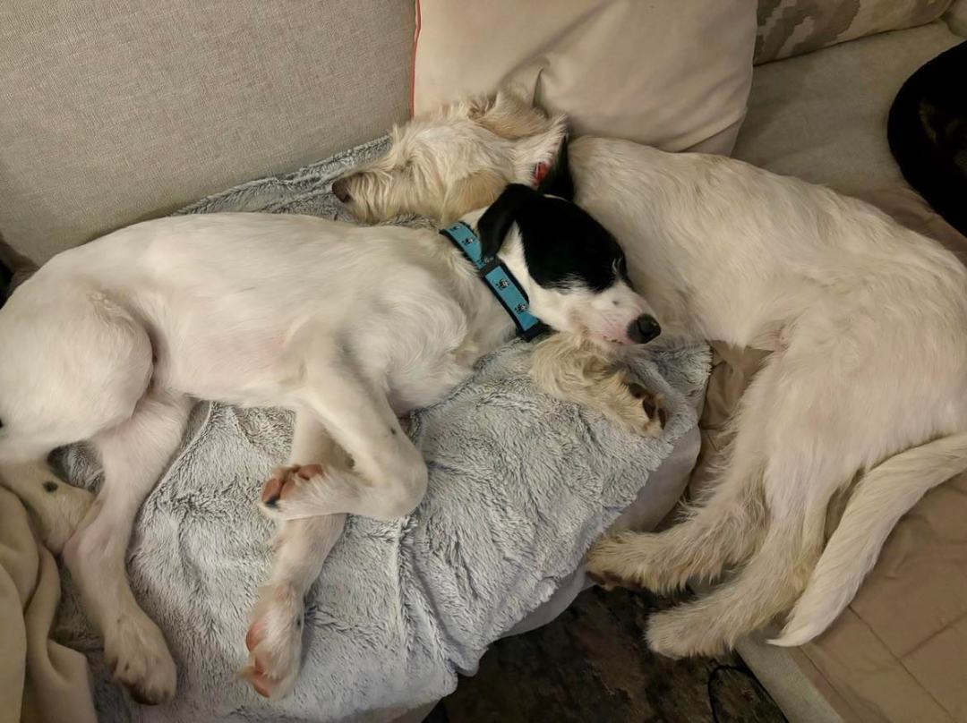 Caitlin, a Adopted mixed breed in Chattanooga, TN image 5/6