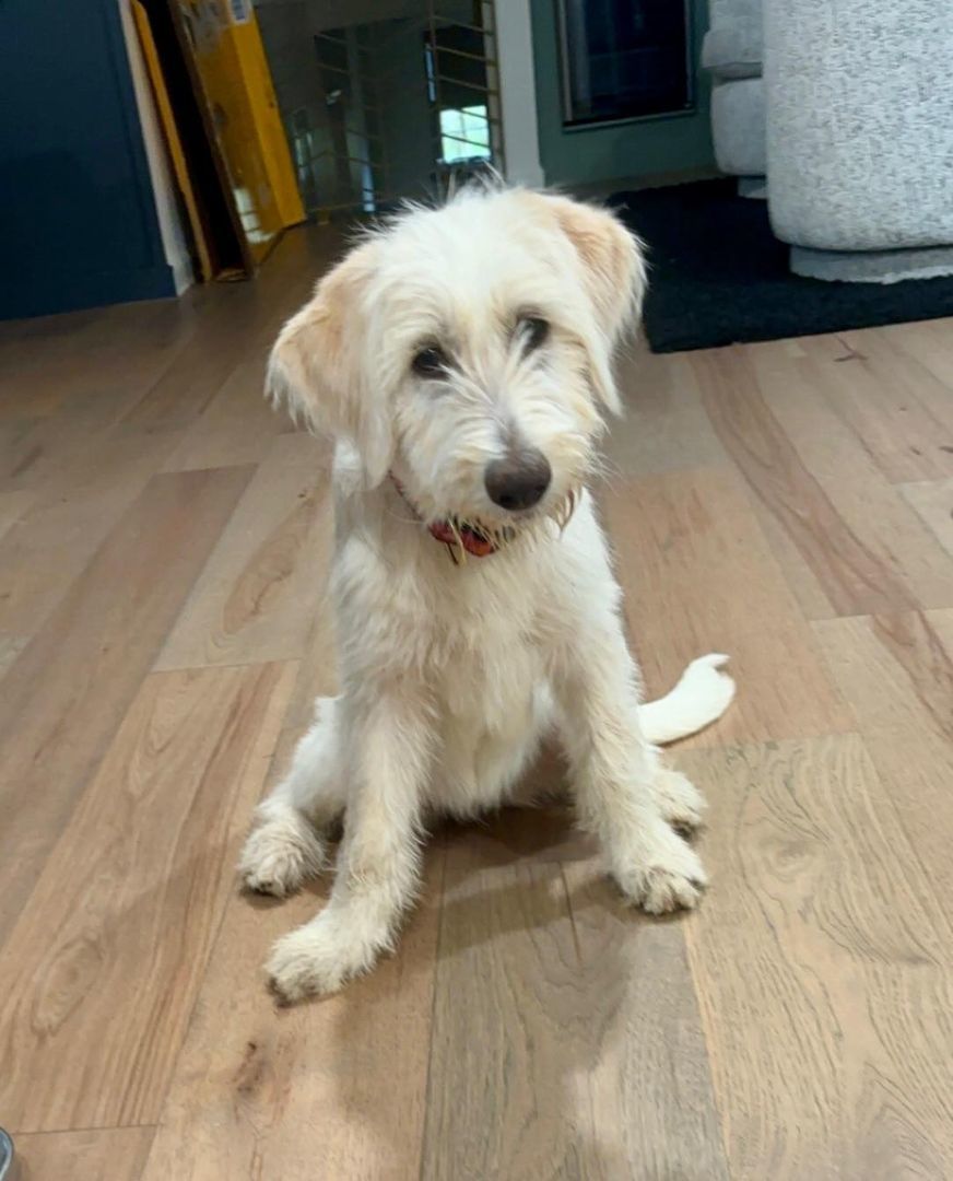 Caitlin, a Adopted mixed breed in Chattanooga, TN image 6/6