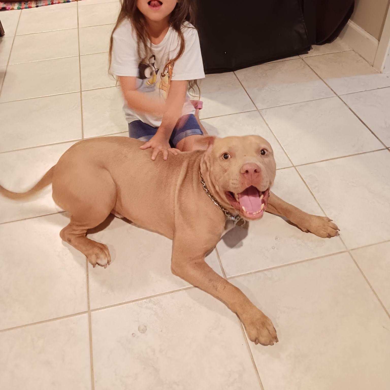 Enlarge Bubs, a Adoptable mixed breed in Springfield , MO image 6/6