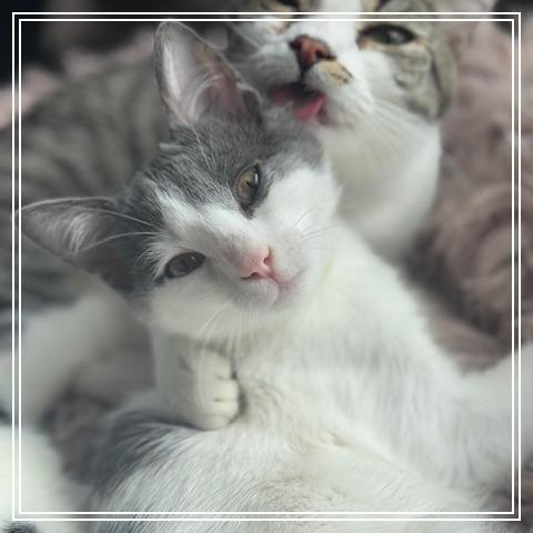 Enlarge Dragon, a Adoptable Domestic Medium Hair in Riverside, CA image 1/3