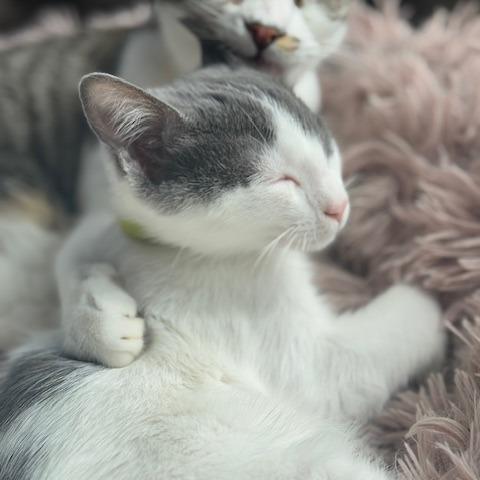 Enlarge Dragon, a Adoptable Domestic Medium Hair in Riverside, CA image 2/3