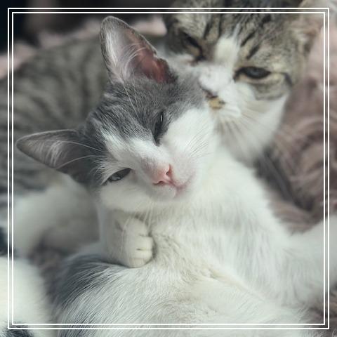 Enlarge Dragon, a Adoptable Domestic Medium Hair in Riverside, CA image 3/3