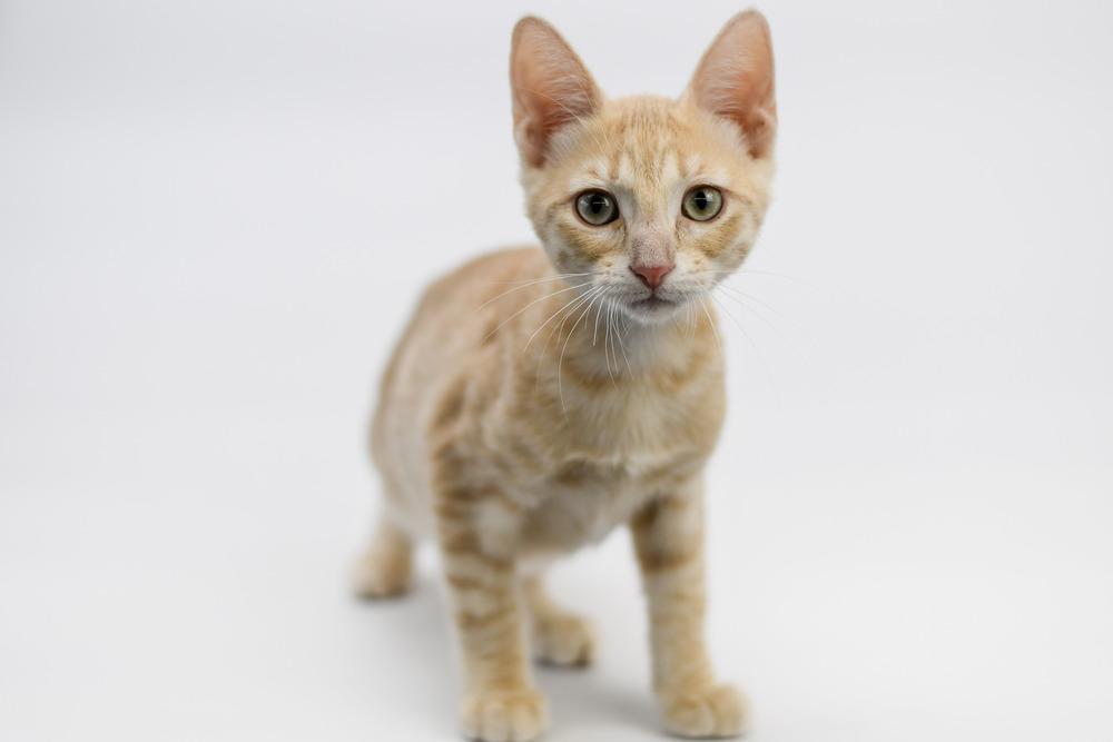 Enlarge Rosetta, a Adoptable mixed breed in Sedalia, CO image 1/1