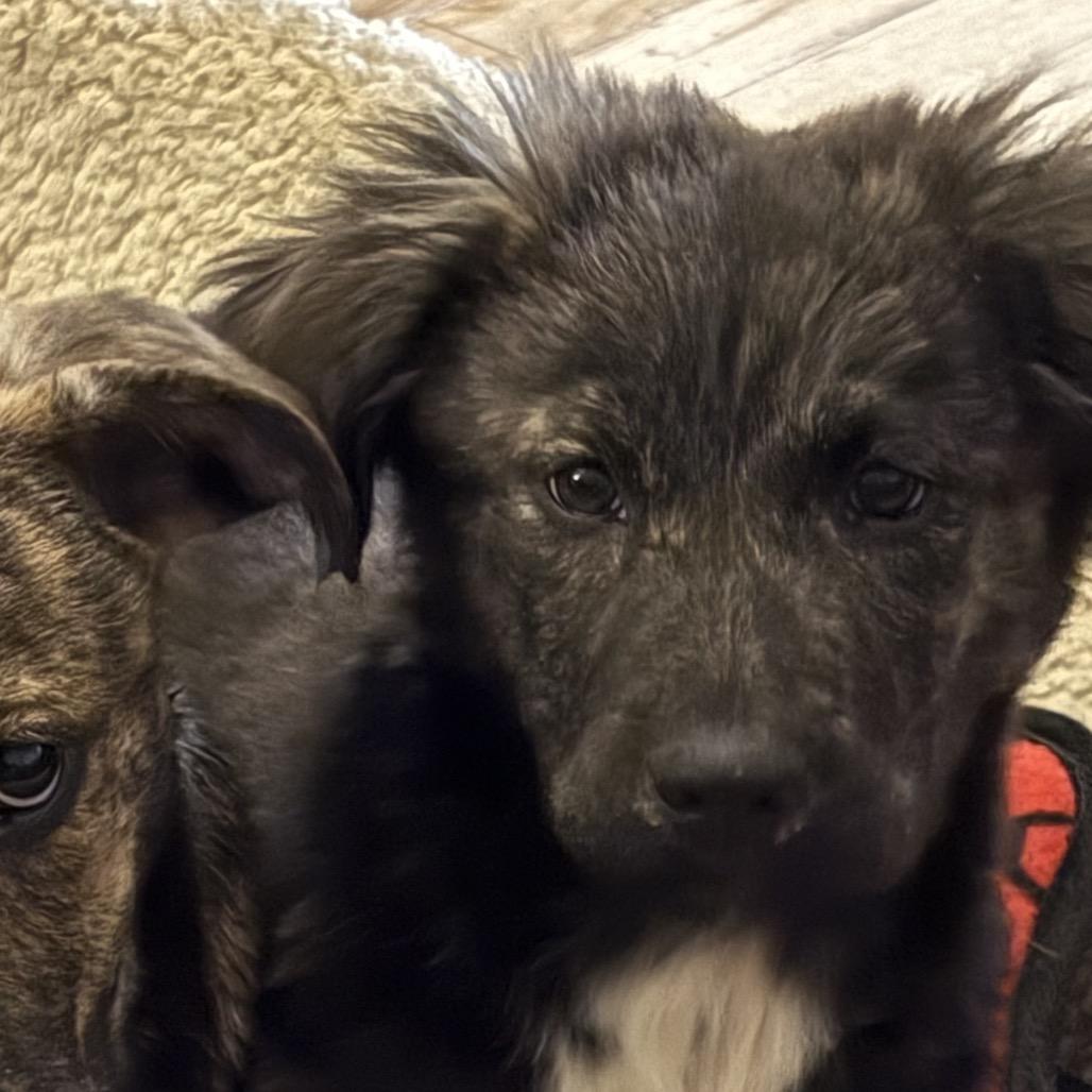 Peach, Adoptable, Puppy Female Mixed Breed.