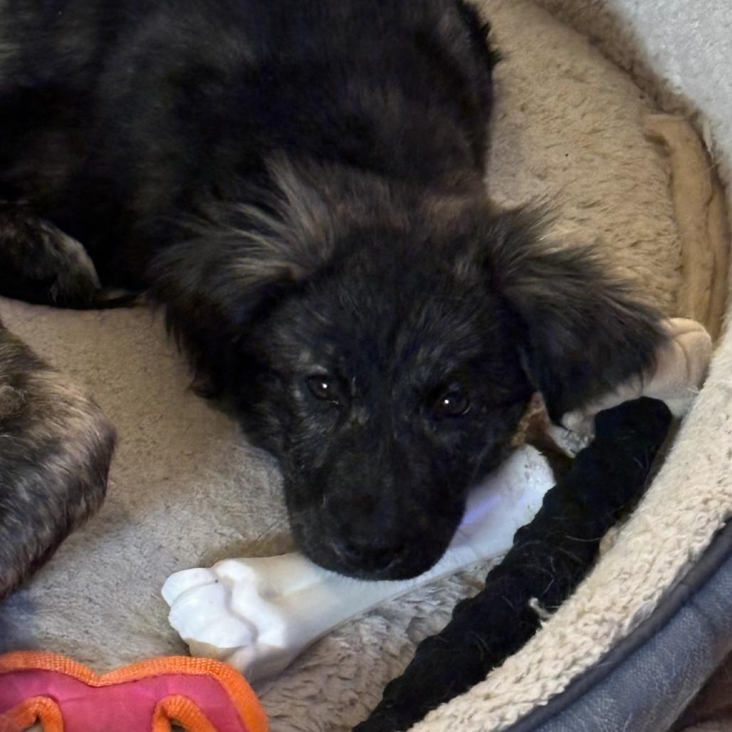 Enlarge Peach, a Adoptable Mixed Breed in Rockville, MD image 2/3