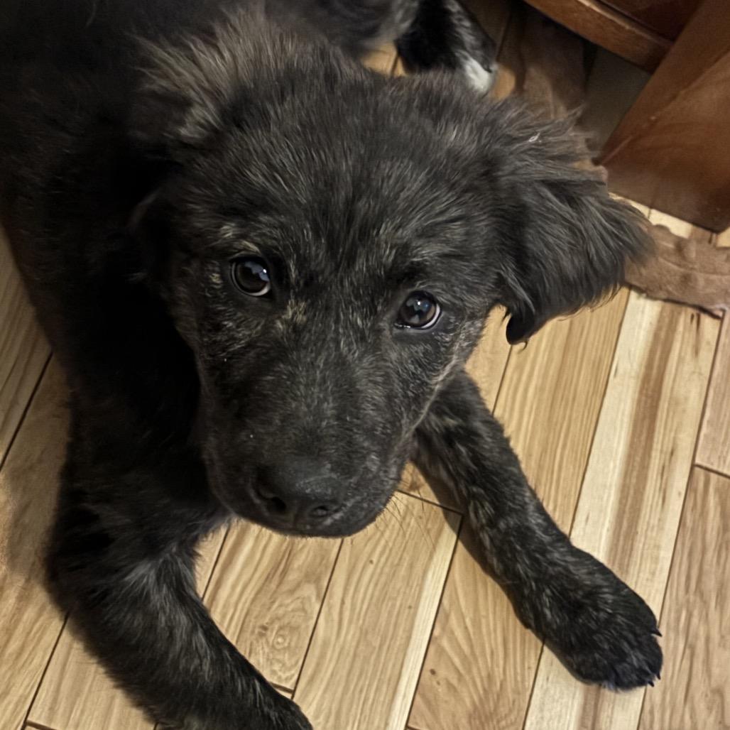 Enlarge Peach, a Adoptable Mixed Breed in Rockville, MD image 3/3