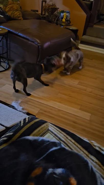 Enlarge Molly, a Adoptable Chiweenie in Cheektowaga, NY video 6/6