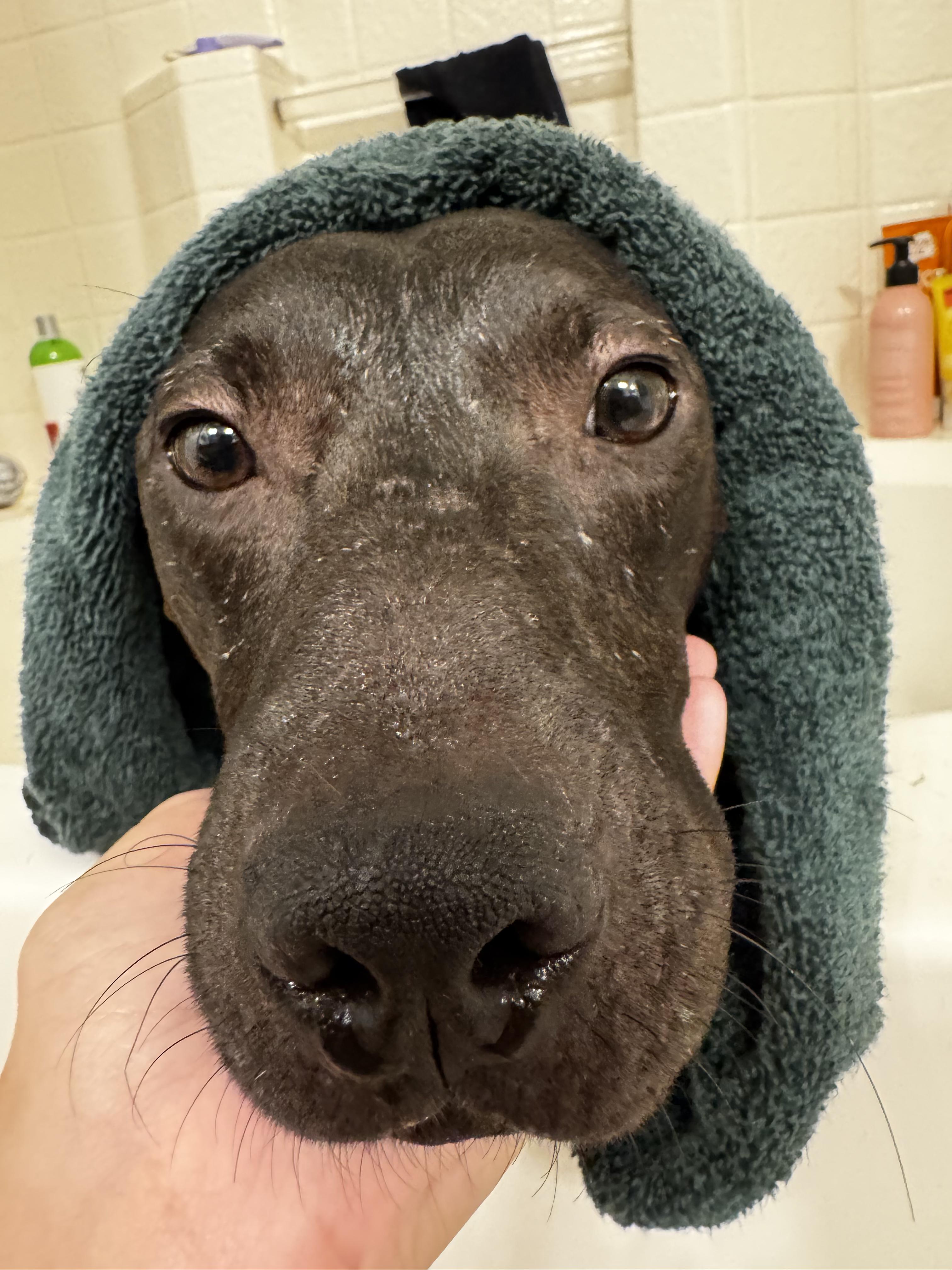 Mcqueen, Adopted, Young Male Pit Bull Terrier.