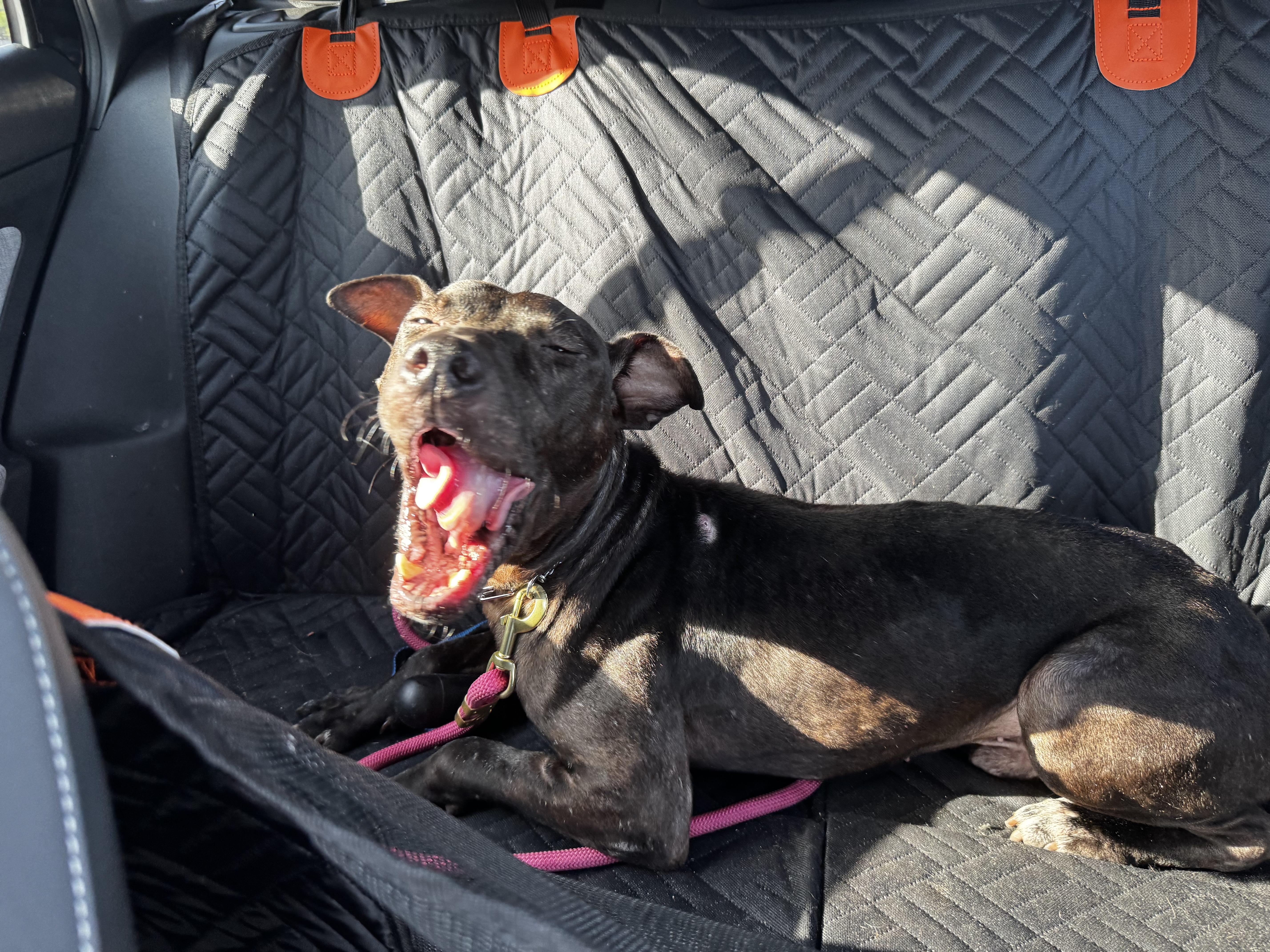 Mcqueen, a Adopted mixed breed in Lakeland, FL image 2/2