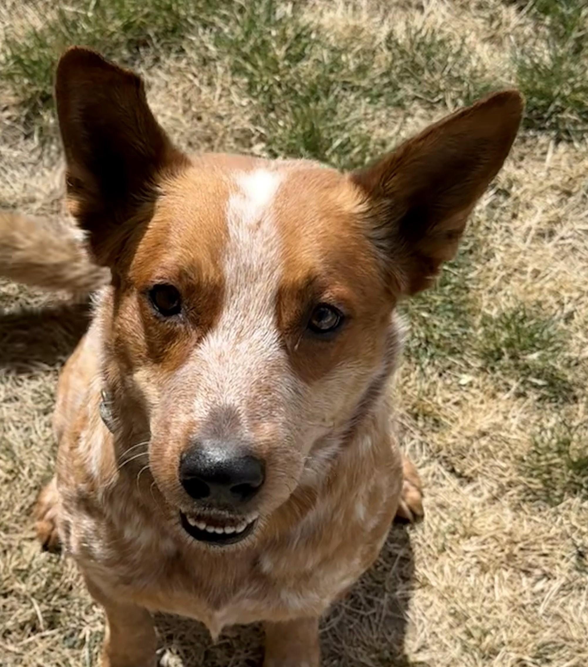 Enlarge Oakley, a ADOPTABLE Australian Cattle Dog / Blue Heeler in Greeley, CO image 1/2