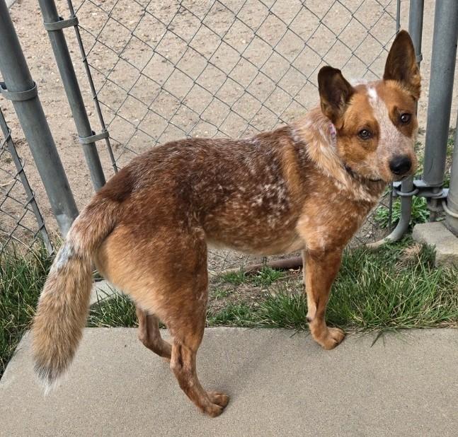 Enlarge Oakley, a ADOPTABLE Australian Cattle Dog / Blue Heeler in Greeley, CO image 2/2