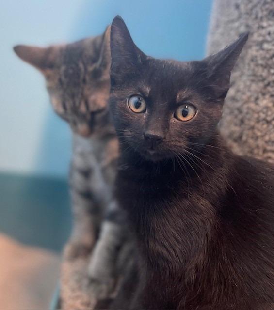 Theo, Adoptable, Kitten Male Domestic Short Hair.