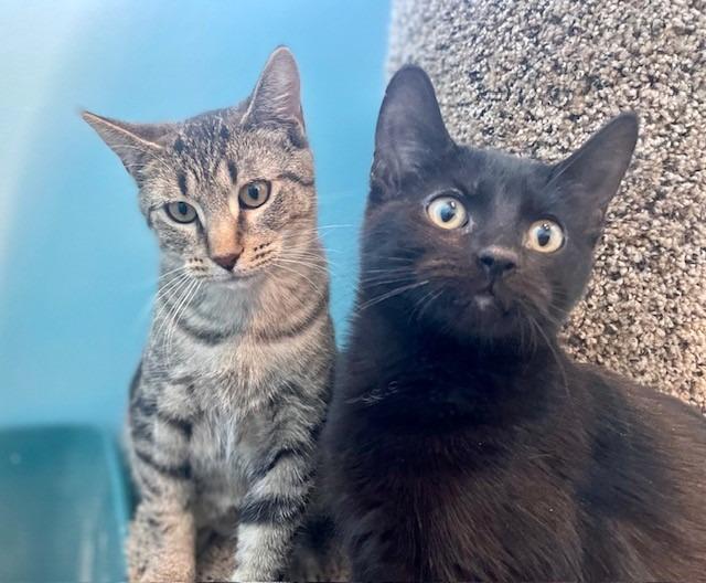 Enlarge Theo, a Adopted mixed breed in Ladysmith, WI image 1/5