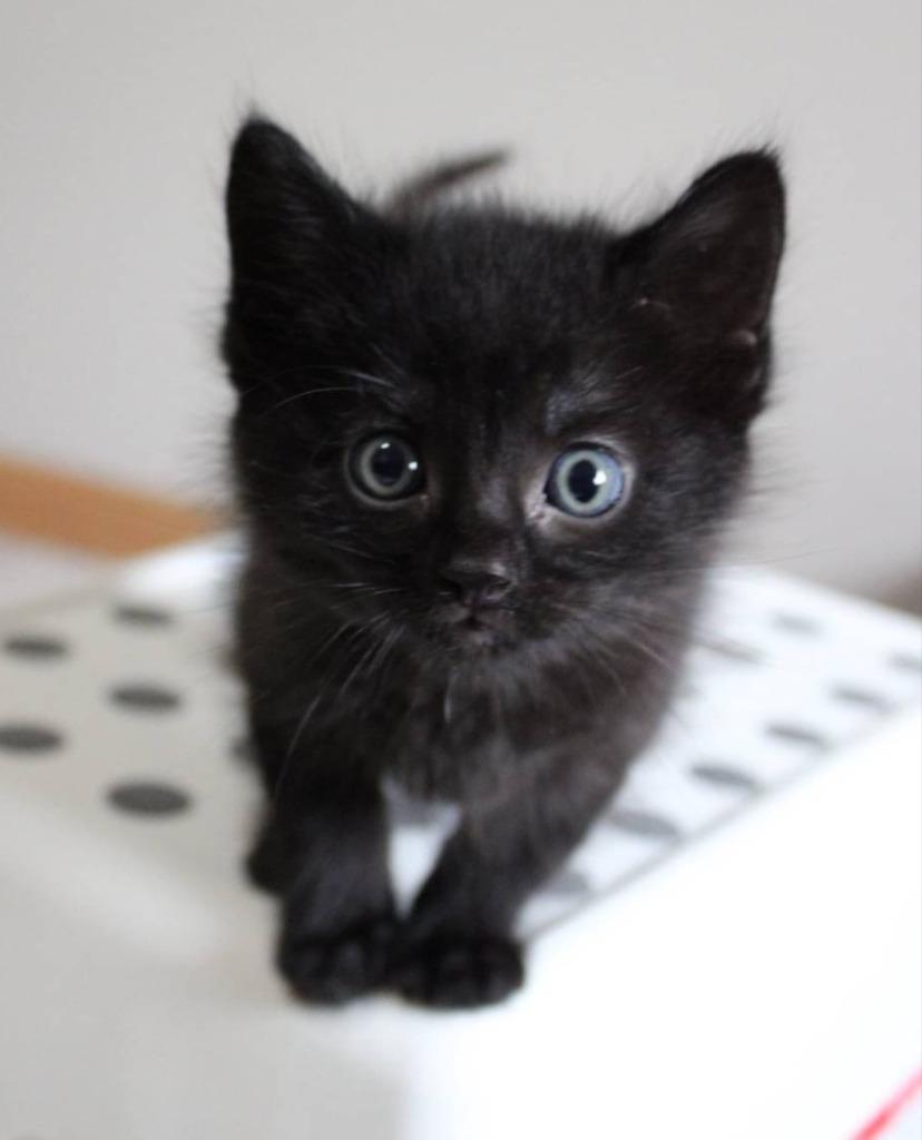 Enlarge Theo, a Adoptable mixed breed in Ladysmith, WI image 4/5