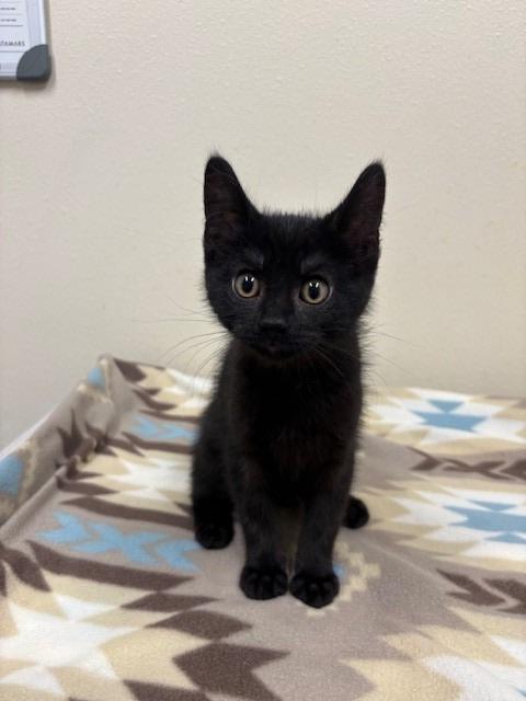 Enlarge Theo, a Adopted mixed breed in Ladysmith, WI image 3/5