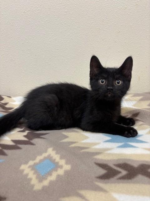 Enlarge Theo, a Adoptable mixed breed in Ladysmith, WI image 5/5