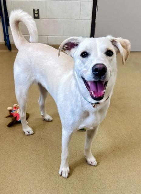 ATLAS, Adoptable, Young Male Great Pyrenees & Catahoula Leopard Dog.