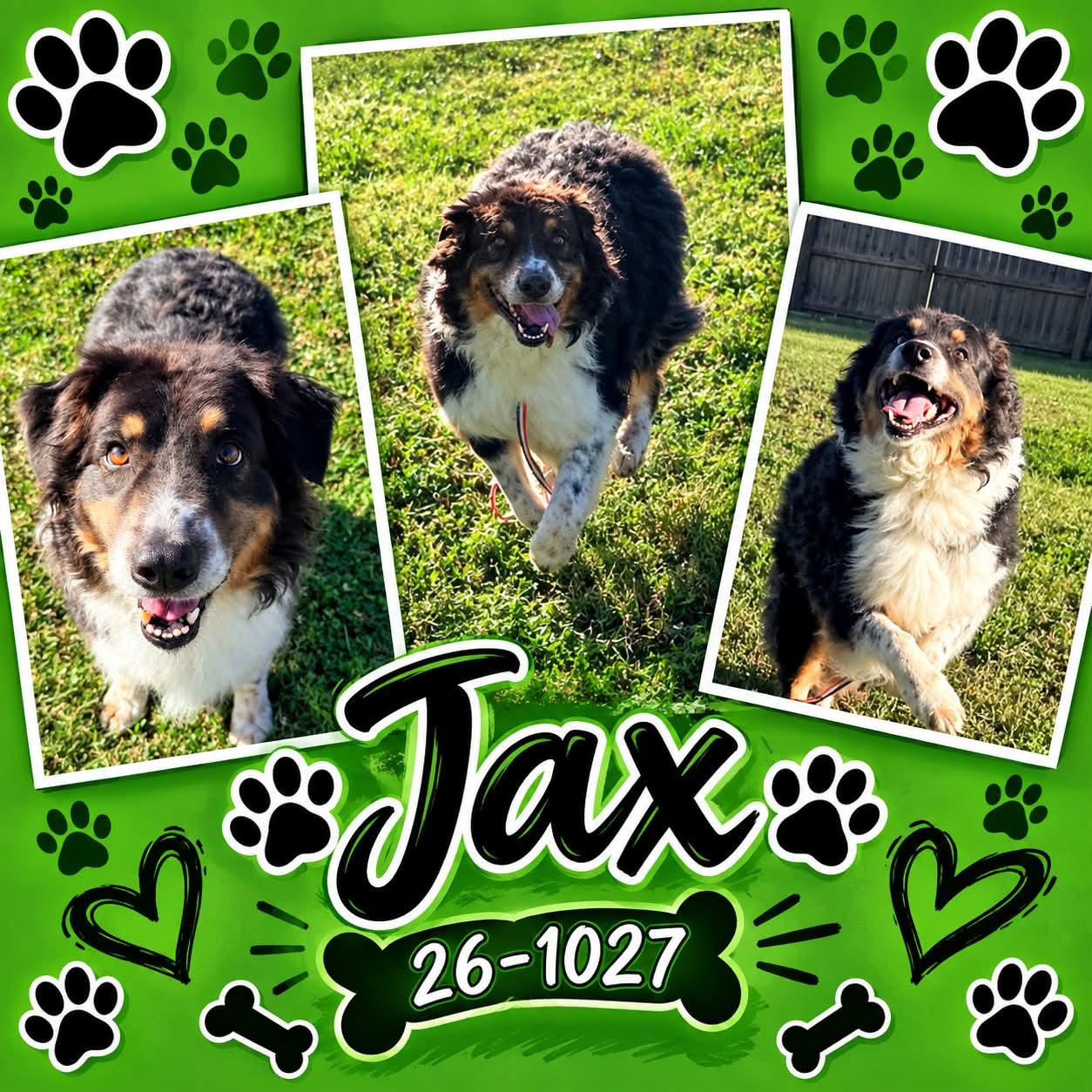 Enlarge Jax, a Adoptable Australian Shepherd in Georgetown, KY image 1/1