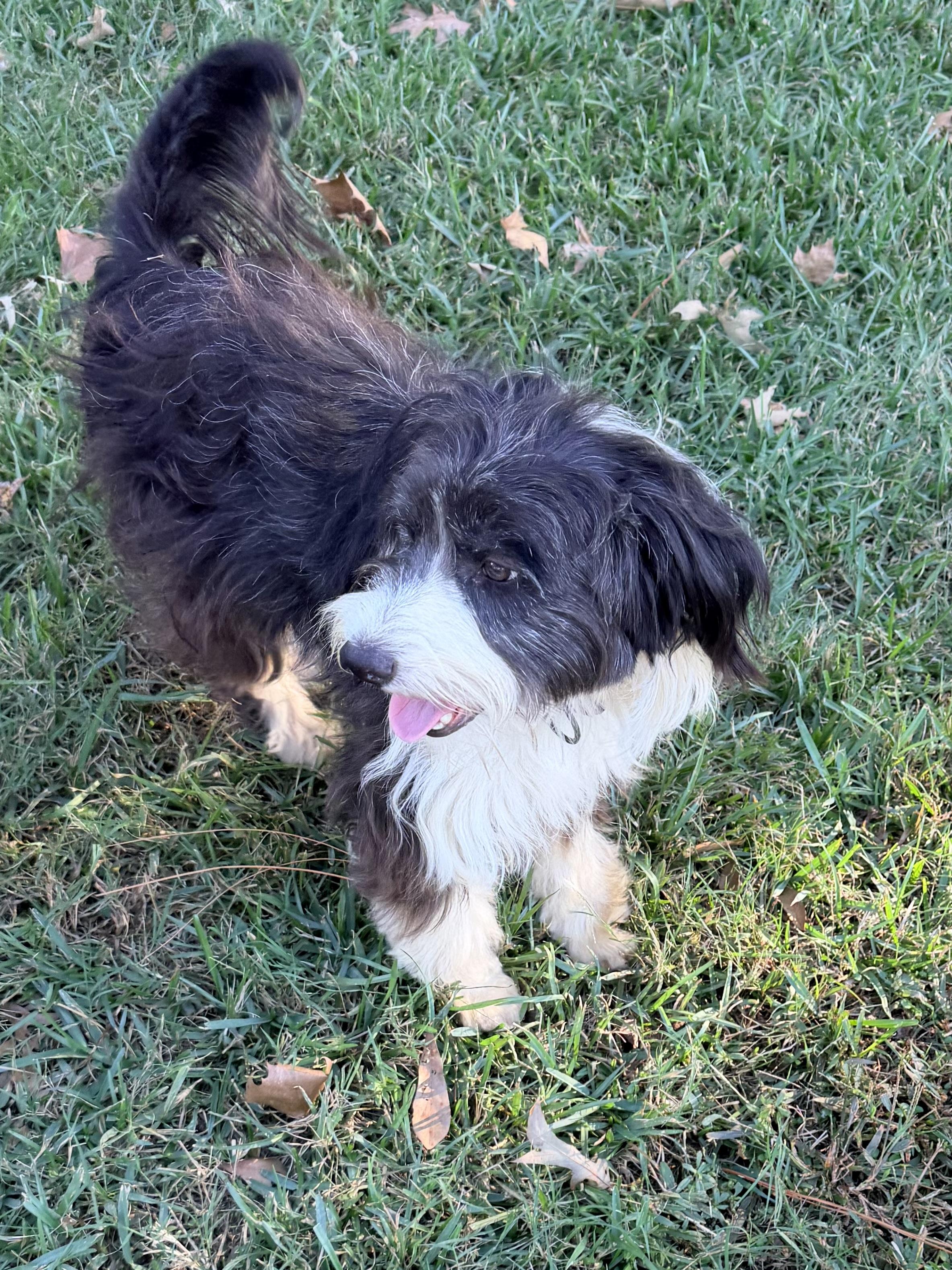 Enlarge Homer, a Adoptable mixed breed in Baker, LA image 2/6