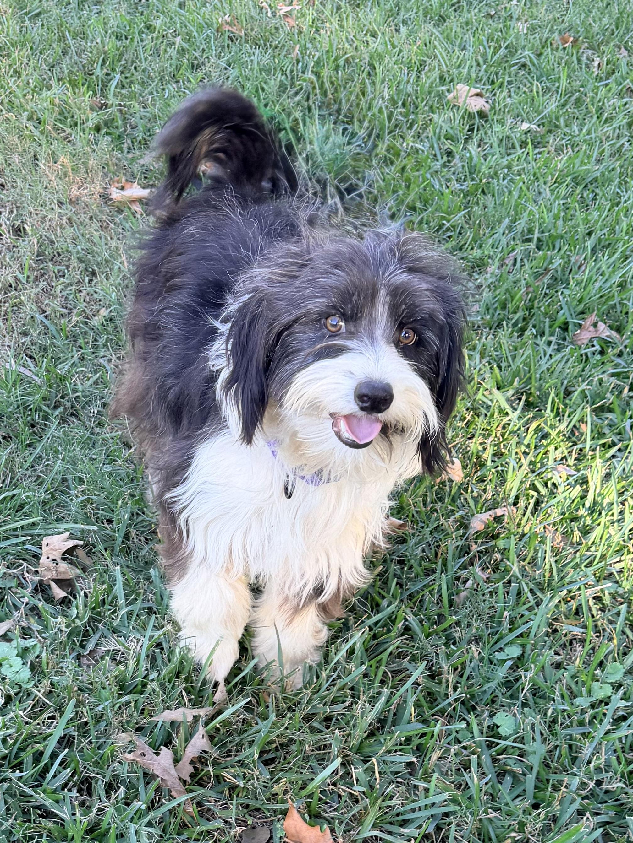 Enlarge Homer, a Adoptable mixed breed in Baker, LA image 3/6