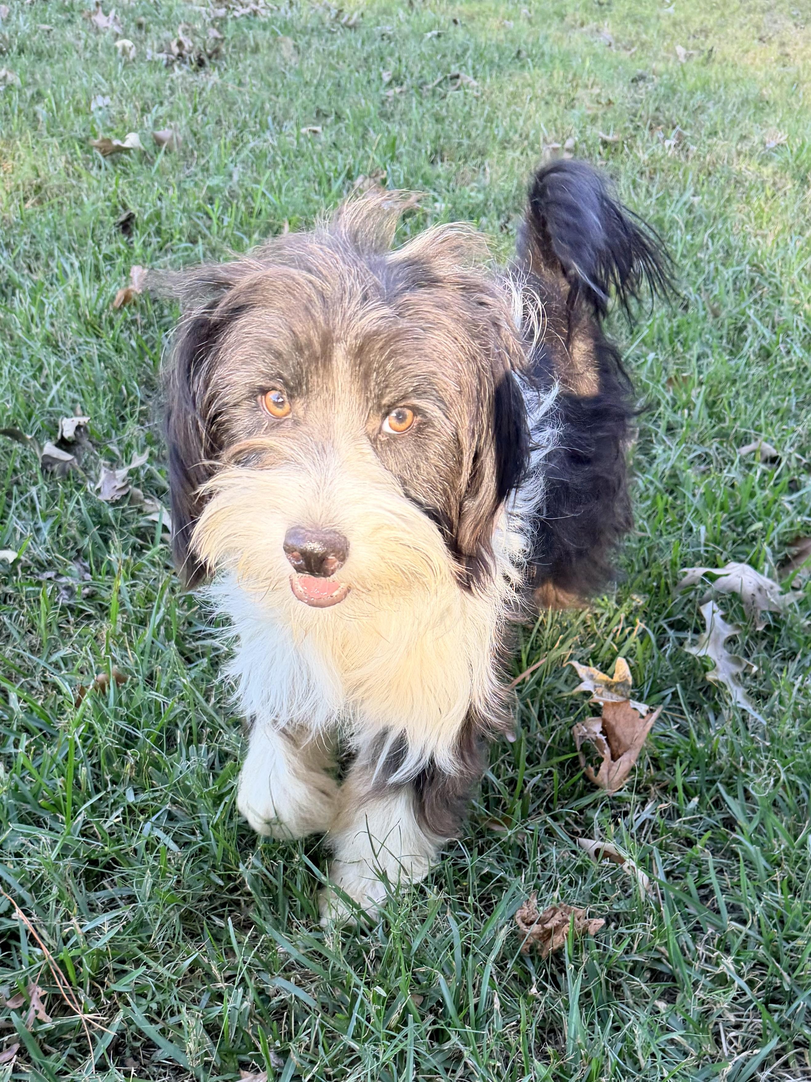 Enlarge Homer, a Adoptable mixed breed in Baker, LA image 6/6