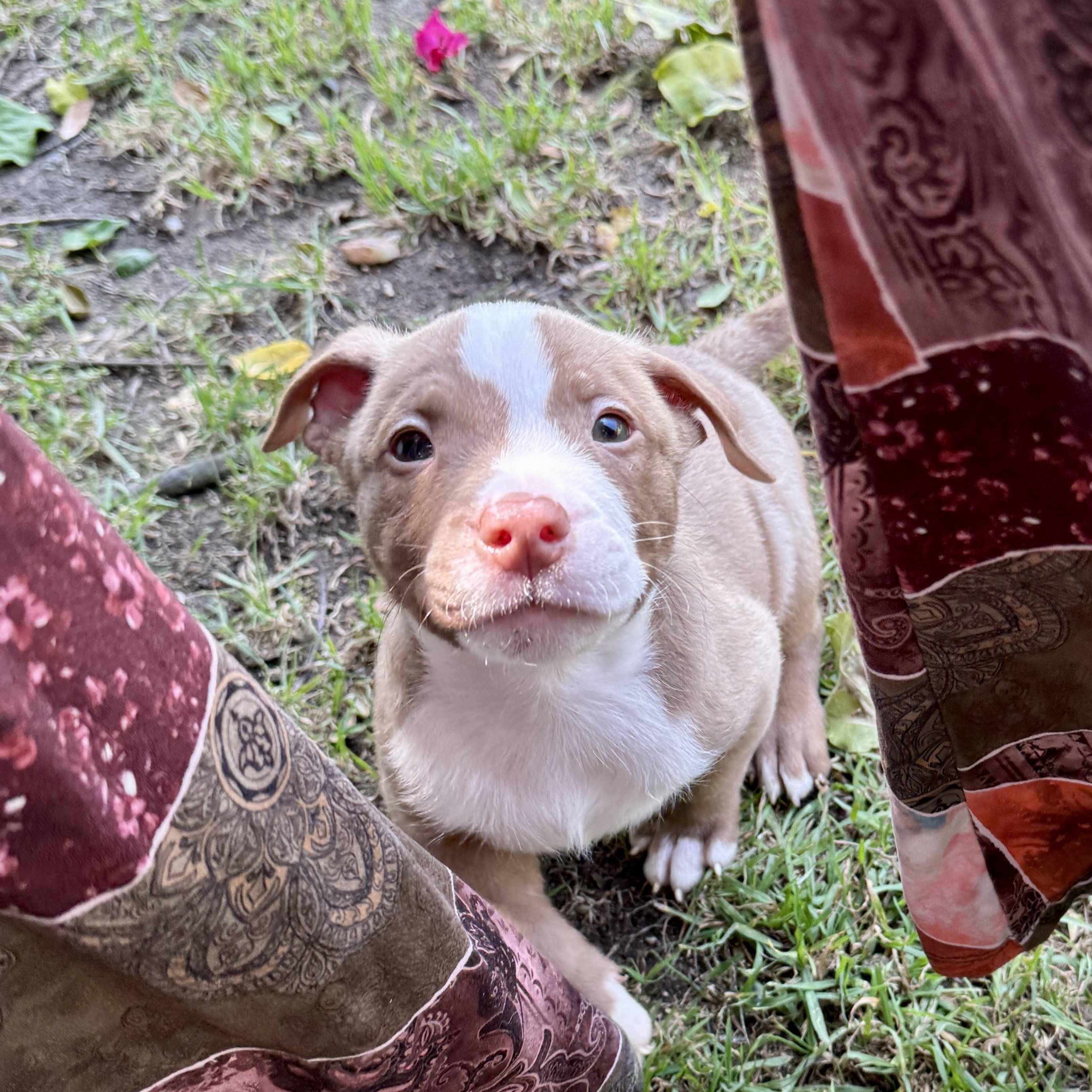 Stewie, a ADOPTABLE mixed breed in Westlake Village, CA image 6/6