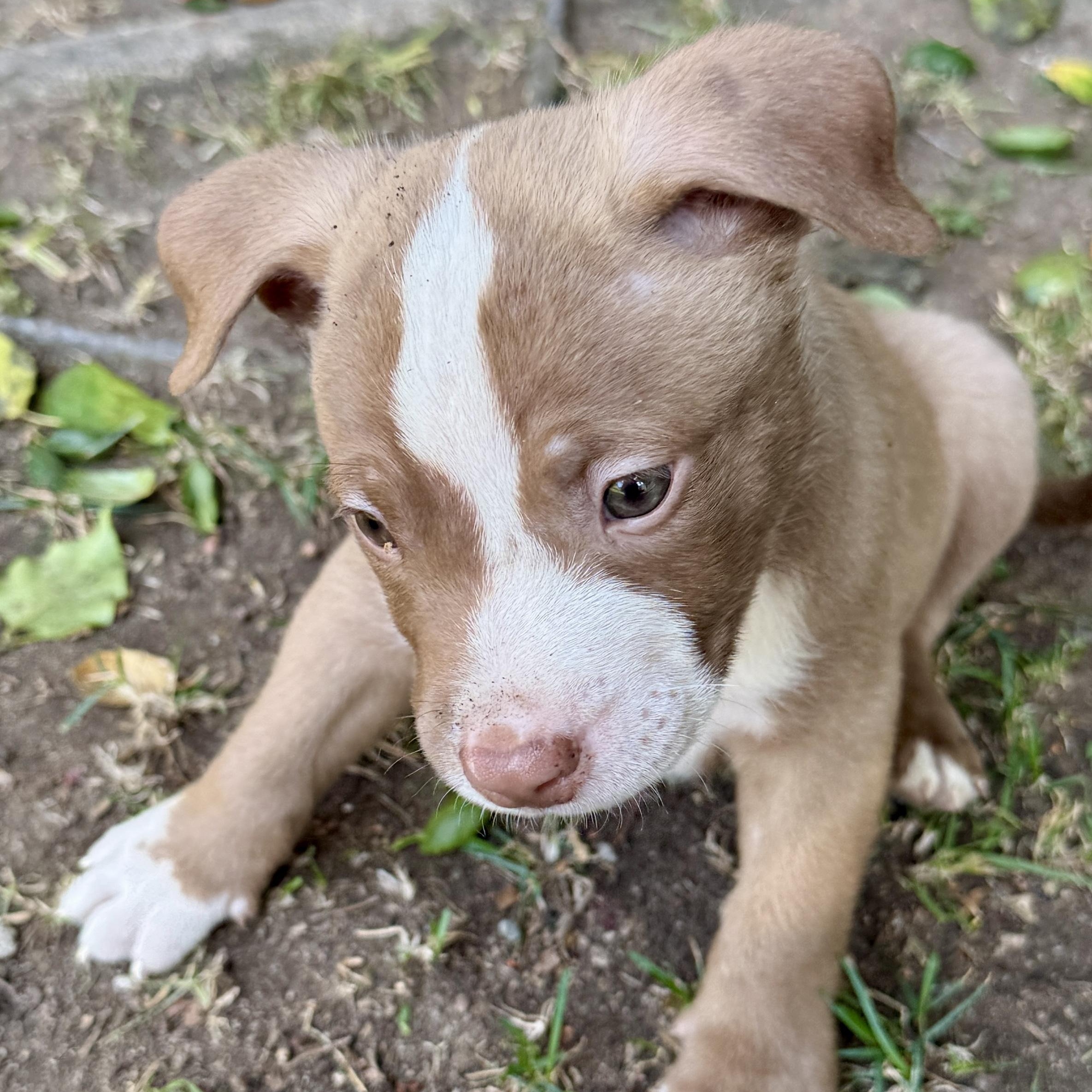 Stewie, a ADOPTABLE mixed breed in Westlake Village, CA image 5/6