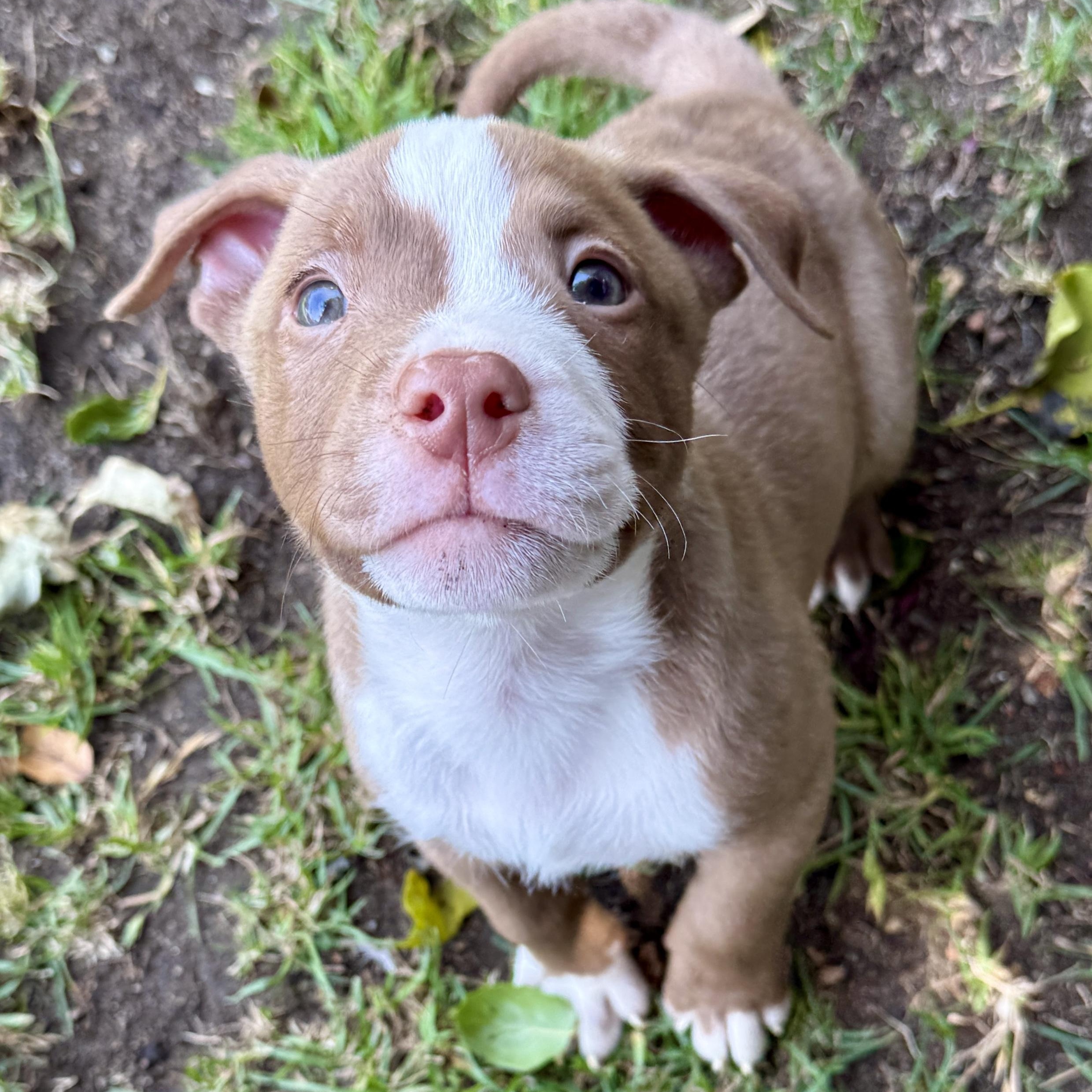 Stewie, a ADOPTABLE mixed breed in Westlake Village, CA image 4/6