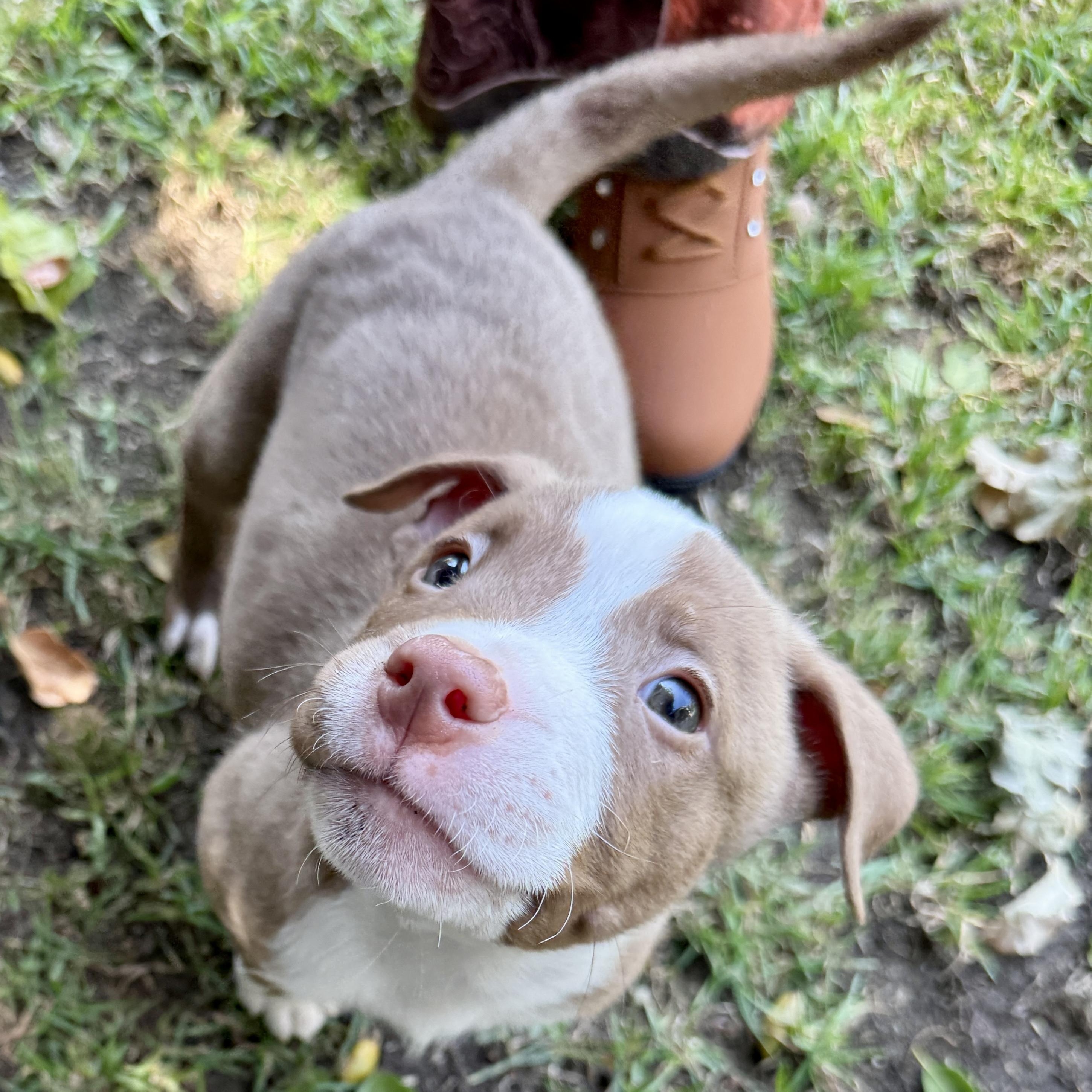 Stewie, ADOPTABLE, Puppy Male Pit Bull Terrier.