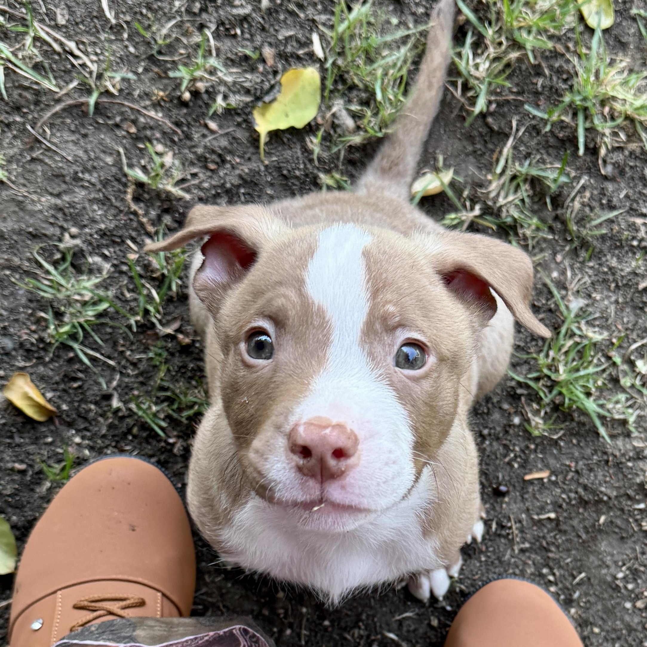 Stewie, a ADOPTABLE mixed breed in Westlake Village, CA image 2/6