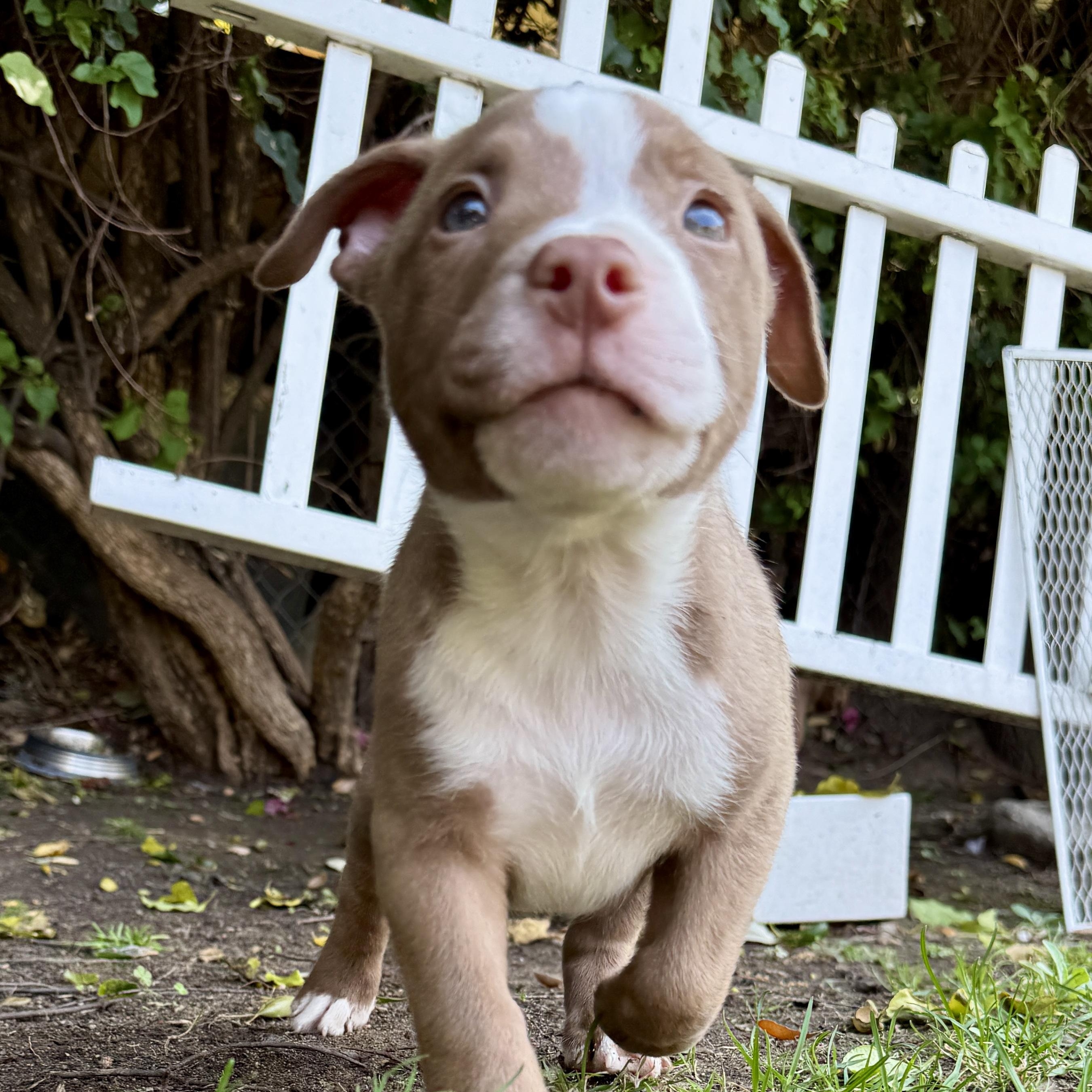Stewie, a ADOPTABLE mixed breed in Westlake Village, CA image 3/6