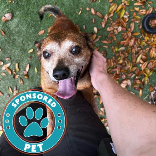 Tyson — thumbnail 2