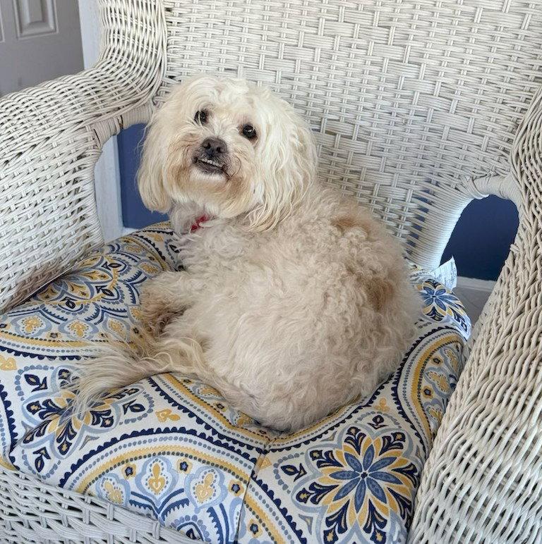 Enlarge Maui, a Adopted Maltese in Cliffwood, NJ image 2/3