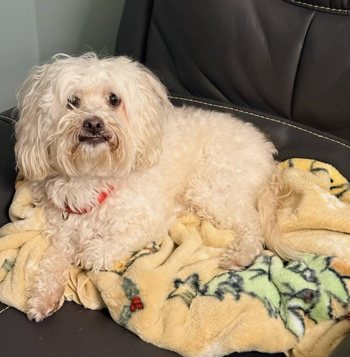 Enlarge Maui, a Adopted Maltese in Cliffwood, NJ image 3/3