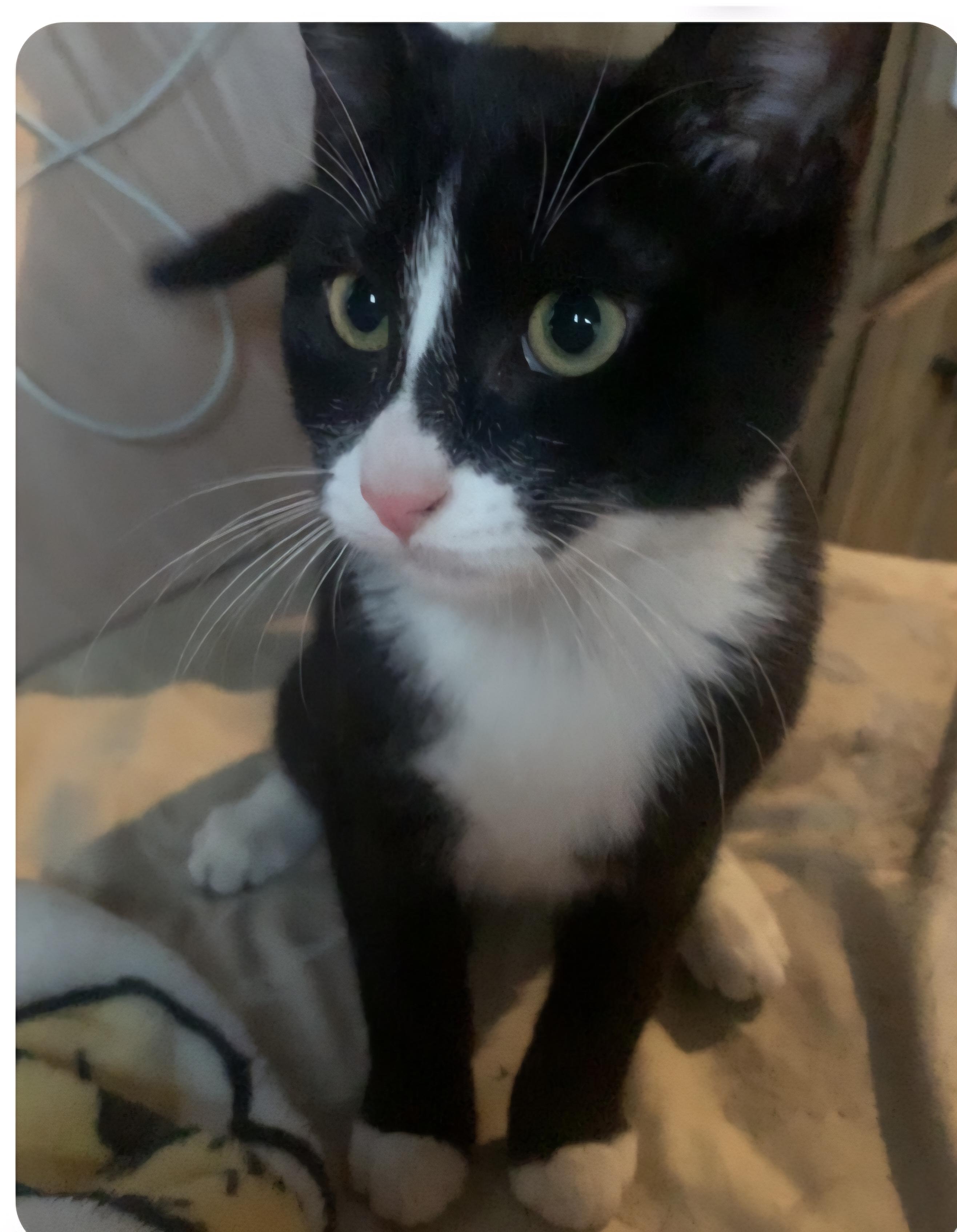 Tux, ADOPTABLE, Young Male Domestic Medium Hair.