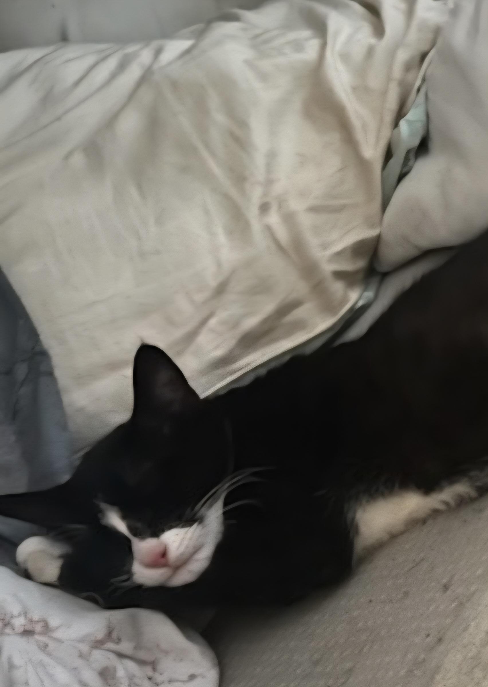 Enlarge Tux, a ADOPTABLE mixed breed in Tacoma, WA image 3/3