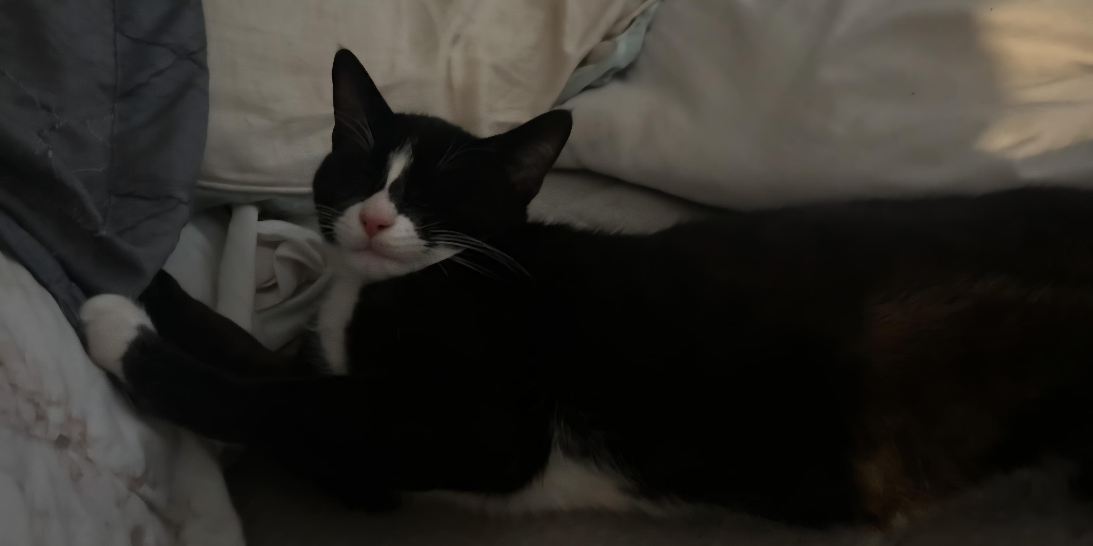 Enlarge Tux, a ADOPTABLE mixed breed in Tacoma, WA image 2/3