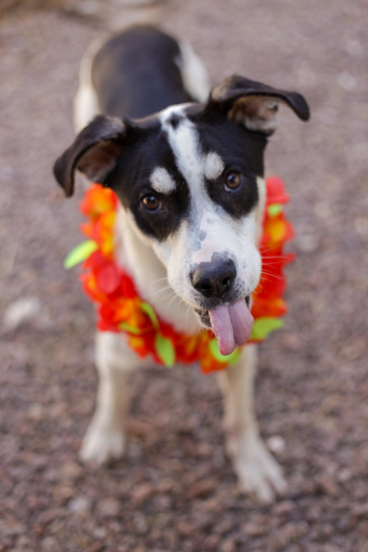 Johnny, Adoptable, Adult Male Terrier.