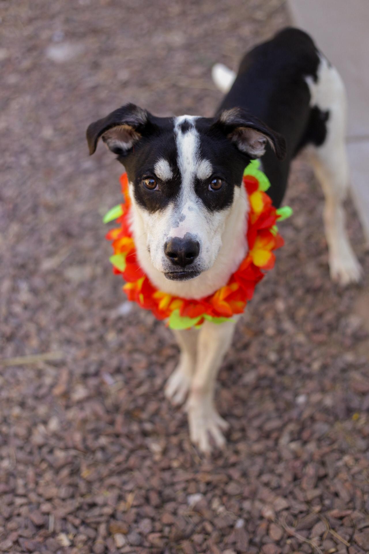 Enlarge Johnny, a Adoptable mixed breed in El Paso, TX image 2/5