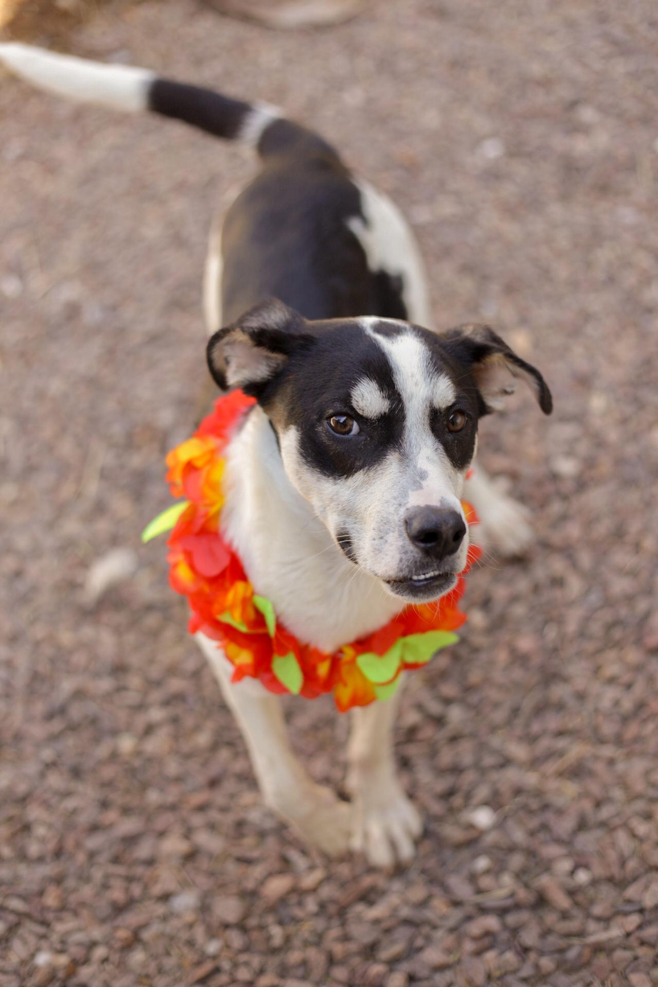 Enlarge Johnny, a Adoptable mixed breed in El Paso, TX image 3/5