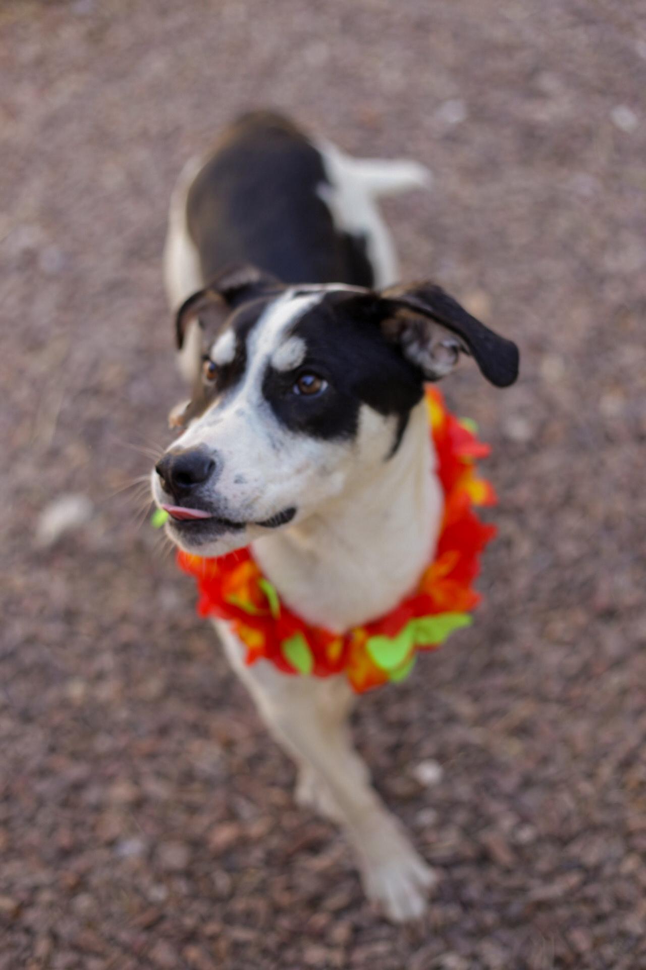 Enlarge Johnny, a Adoptable mixed breed in El Paso, TX image 4/5