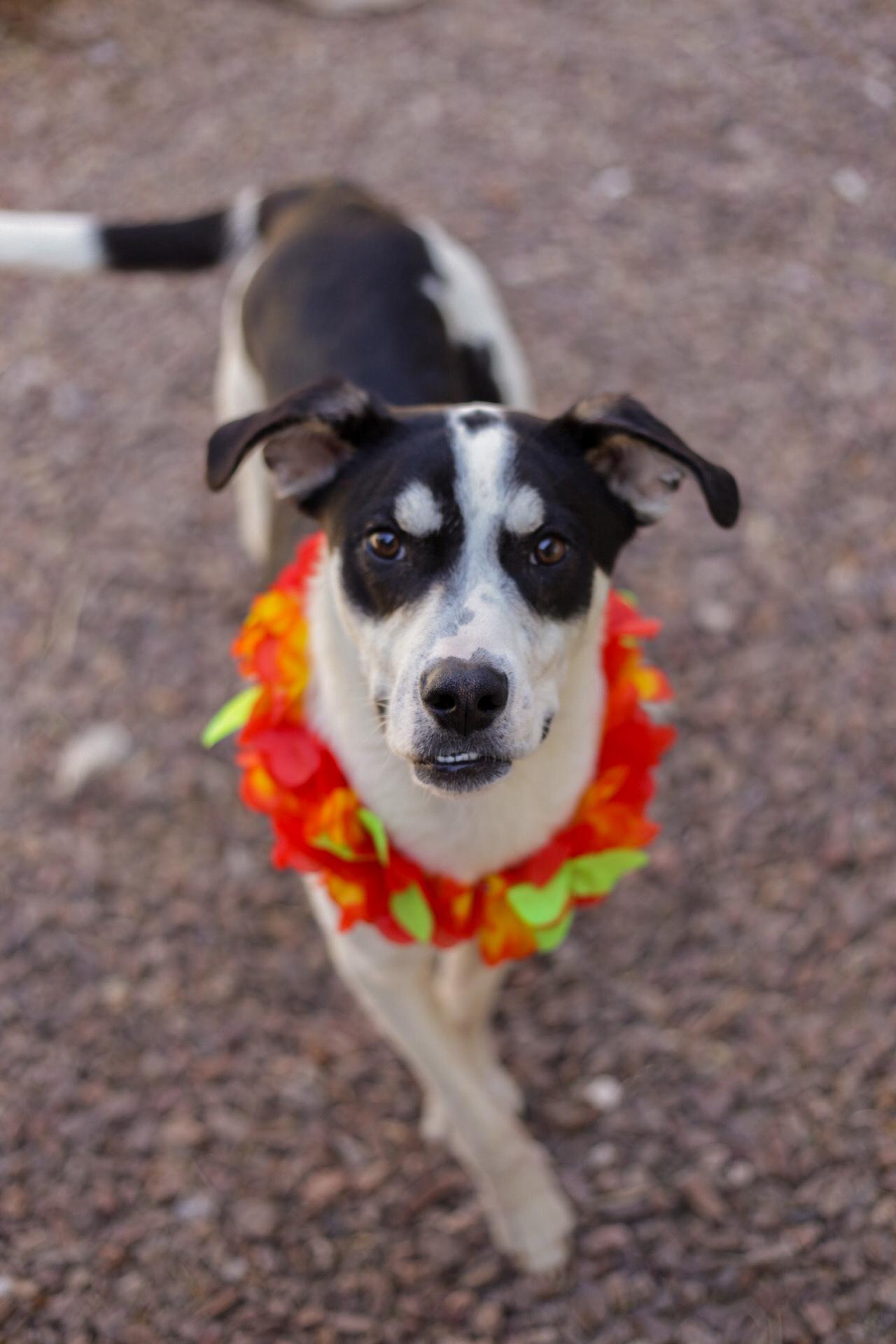 Enlarge Johnny, a Adoptable mixed breed in El Paso, TX image 5/5