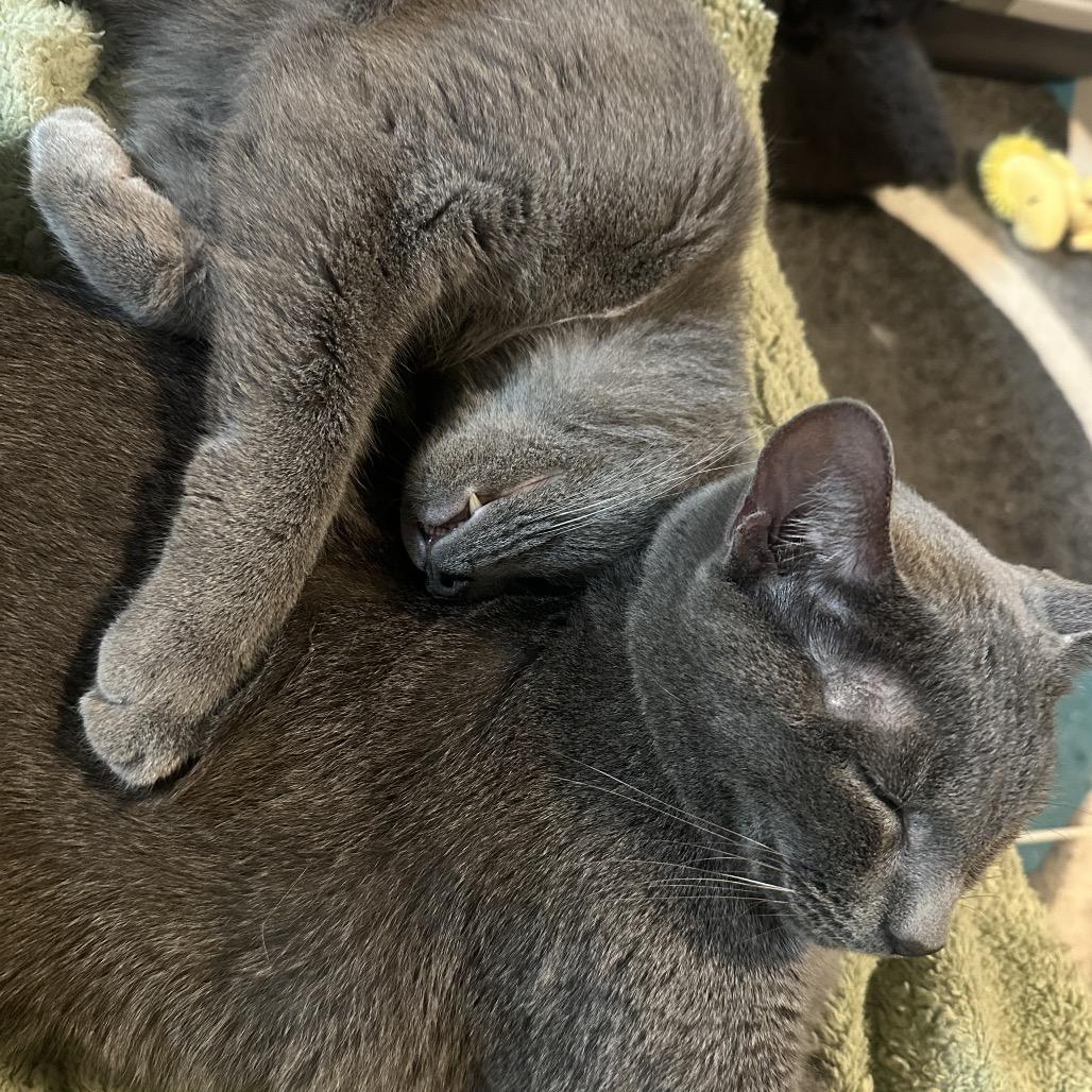 Grayson, Adoptable, Adult Male Domestic Short Hair.