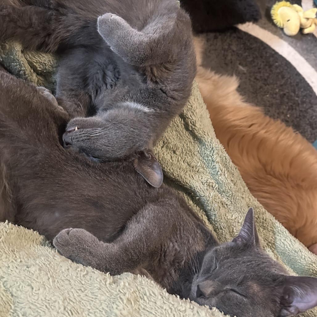 Grayson, a Adoptable Domestic Short Hair in Greenfield, IN image 2/2