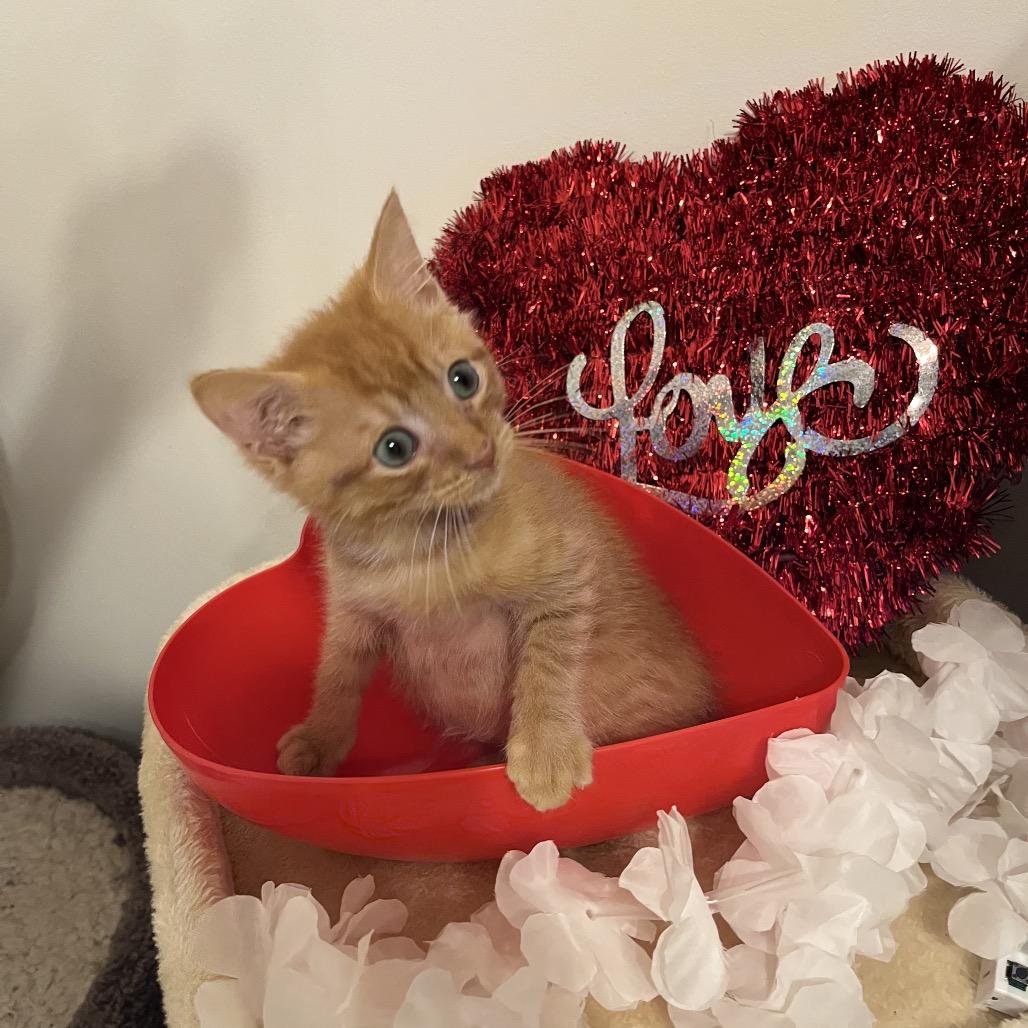 Enlarge Athos (adopt with a sibling), a Adoptable Domestic Short Hair in Fayetteville, GA image 2/4