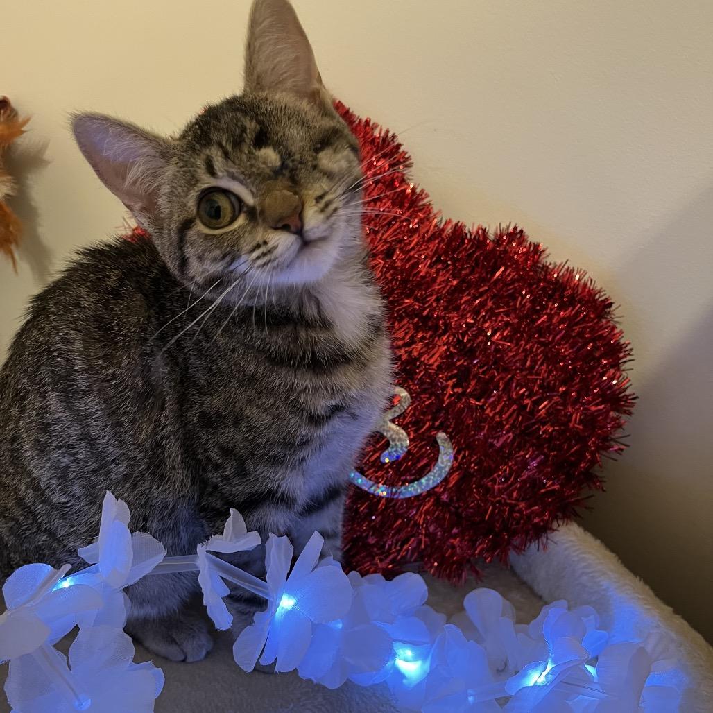 Enlarge Athos (adopt with a sibling), a Adoptable Domestic Short Hair in Fayetteville, GA image 4/4