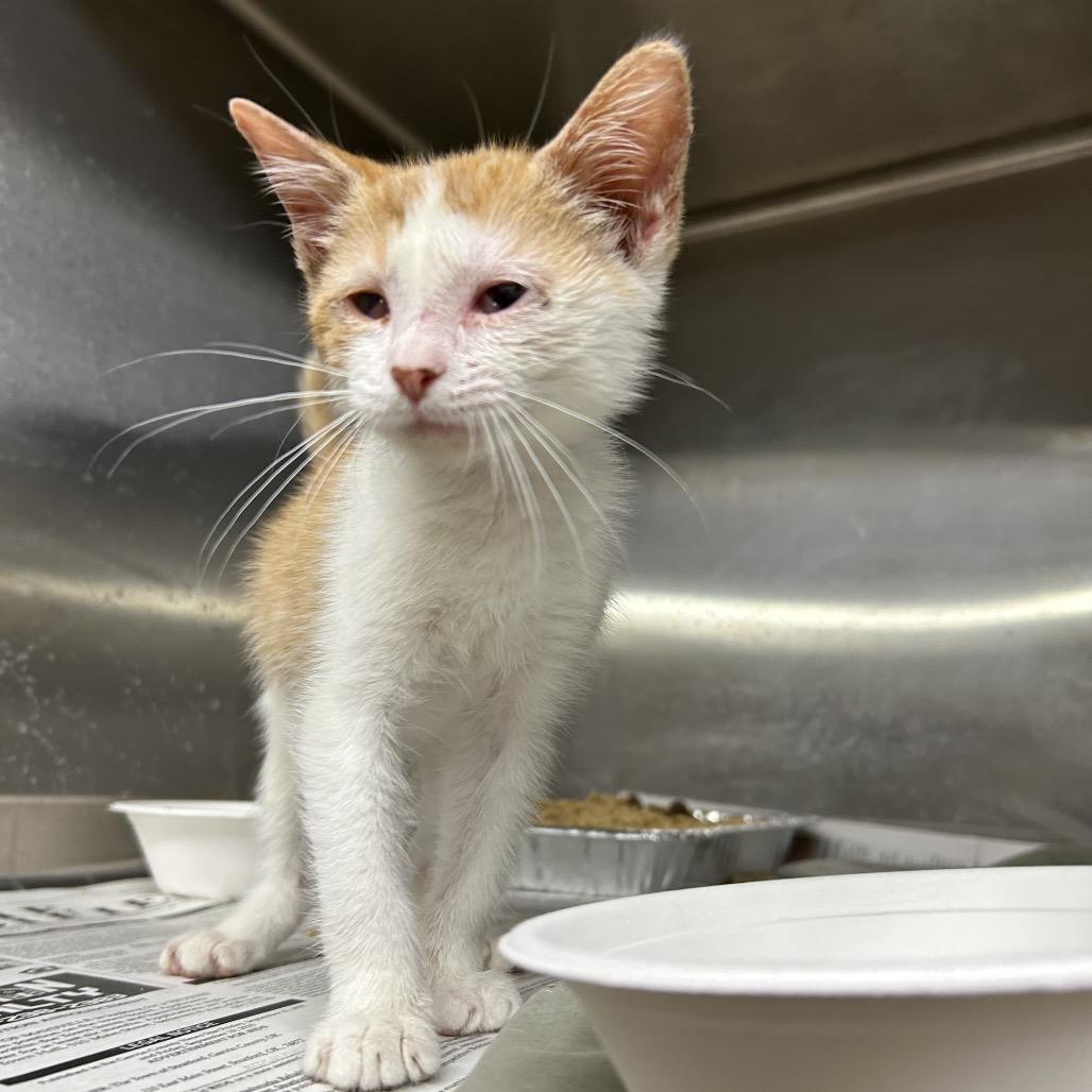 Noodle, Adoptable, Kitten Male Domestic Short Hair.