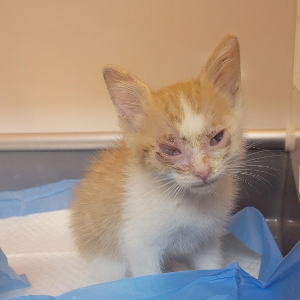 Noodle, a Adoptable Domestic Short Hair in Pauls Valley, OK image 2/6